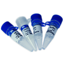 鼎国试剂 Taq DNA polymerase